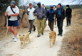 Walk the lion!