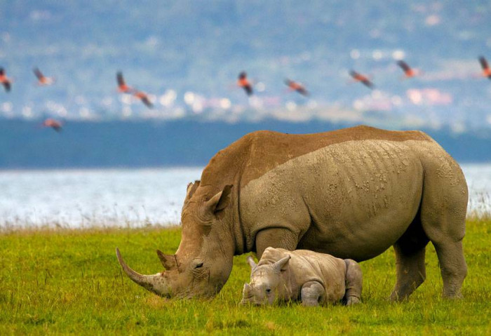REZERWAT NAKURU