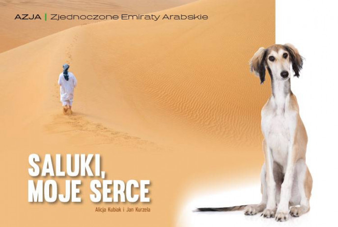 Saluki, moje serce