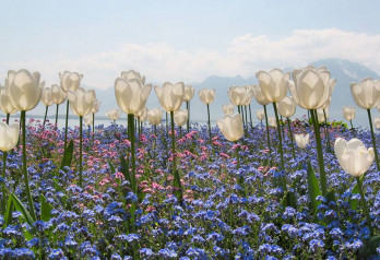 Kielichy pełne... słońca