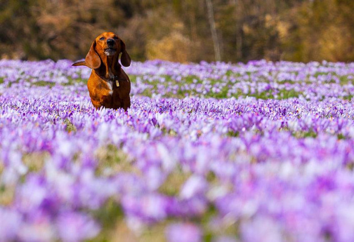 Pies na kwiaty