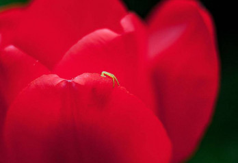 Kwietnik w tulipanie