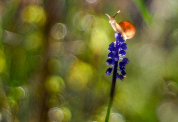 Ślimak, ślimak, pokaż rogi