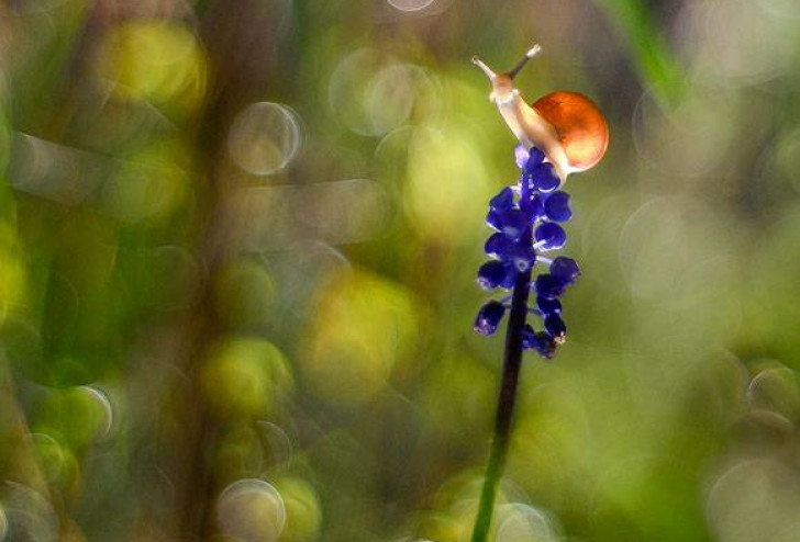 Ślimak, ślimak, pokaż rogi