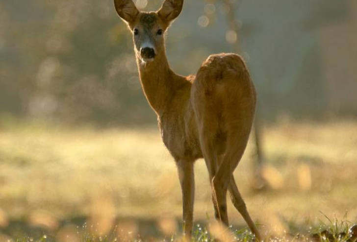 Sarna, jaka jest, każdy widzi