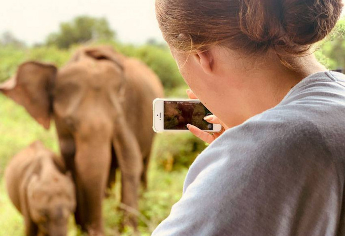Słonie w smartfonie