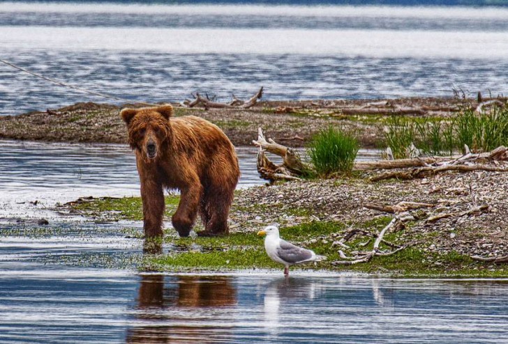 GRIZLI? NIE, POŁYKALI