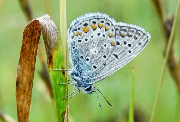 ŚWIAT MODRASZKÓW