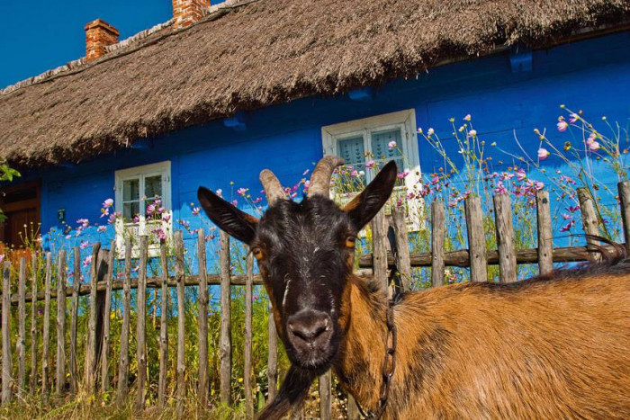 Skansen w Maurzycach