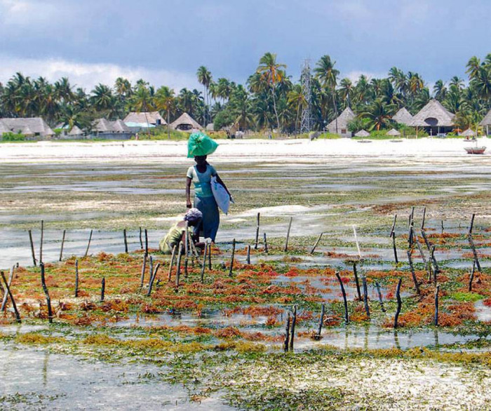 A na plażach ... | Zanzibar