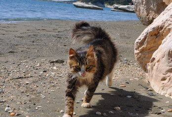 Kicia z Kitą | Cypr