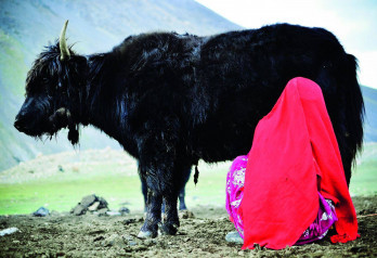 Kobieta dojąca Jaka - Afganistan, Azja