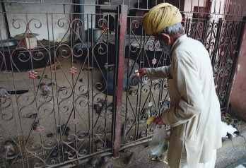 Świątynia Szczurów - wioska Deshnok - Indie