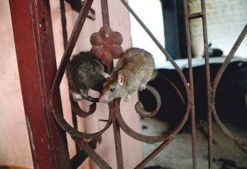 Świątynia Szczurów - wioska Deshnok - Indie