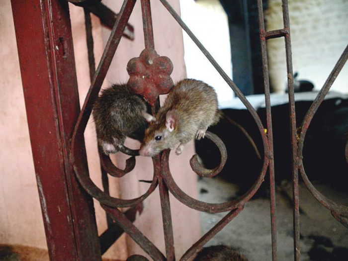 Świątynia Szczurów - wioska Deshnok - Indie