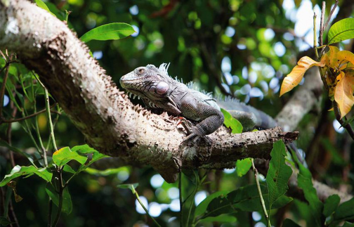 Iguana / Wenezuela