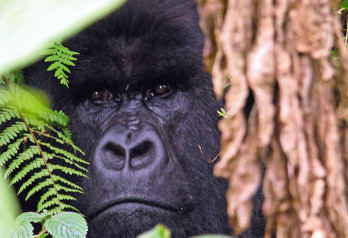 Pod nadzorem / Rwanda