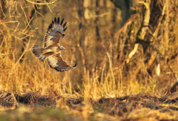 Buteo buteo ponad błotami Warty