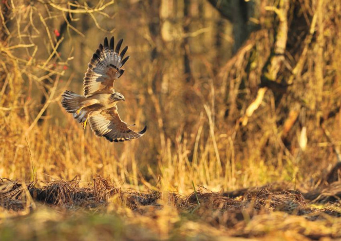 Buteo buteo ponad błotami Warty