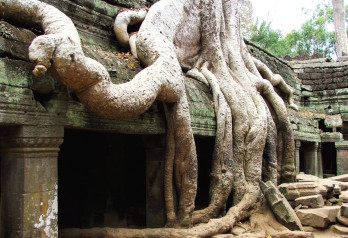 Dżungla pochłonęła imperium