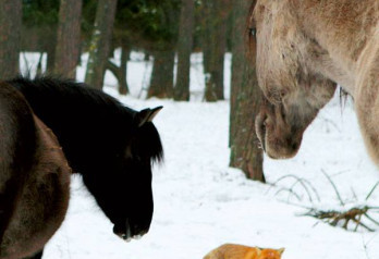 LIS NIE STANOWI ZAGROŻENIA