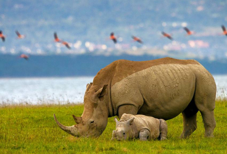 REZERWAT NAKURU