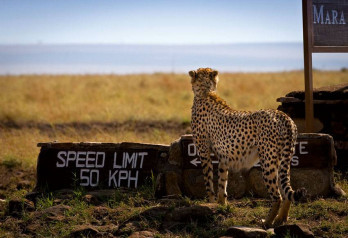 REZERWAT MASAI MARA