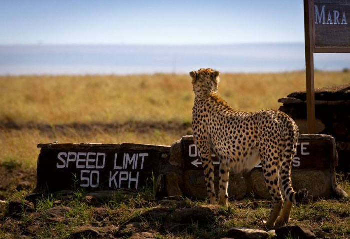 REZERWAT MASAI MARA