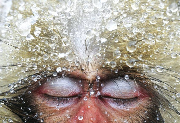 Małpa w kąpieli