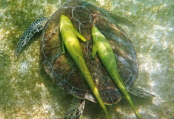 Slow food