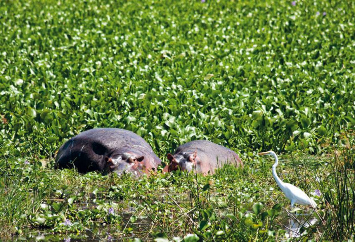 Przyczajona czapla, ukryte hipopotamy
