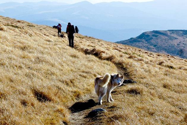 Dogtrekking w Przesiece