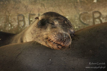 Ekwador, Galapagos - dżungla, wulkany, iguany - pokaz zdjęć Roberta Gondka w warszawskim kinie Wisła