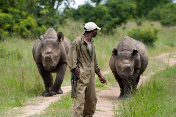 By chronić czarne nosorożce